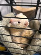 Huisdieren oppas aangeboden, Overige vormen