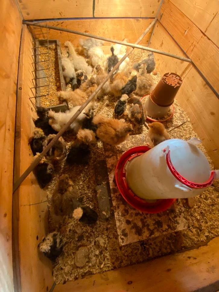 Usa zijdehoen kuikentjes, Dieren en Toebehoren, Pluimvee, Kip, Geslacht onbekend