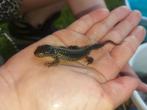 Salamander alpenwatersalamander, Dieren en Toebehoren, Reptielen en Amfibieën, 0 tot 2 jaar, Hagedis