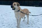Luna, GAMPR/KANGAL ZEER LIEF. ZOEKT NIEUW BAASJE., 6 jaar of ouder, Rabiës (hondsdolheid), Overige rassen, Teef