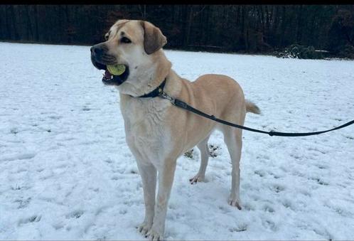 Luna, GAMPR/KANGAL ZEER LIEF. ZOEKT NIEUW BAASJE., Dieren en Toebehoren, Honden | Herdershonden en Veedrijvers, Teef, Overige rassen
