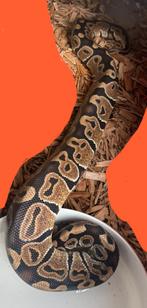 Hurricane, Dieren en Toebehoren, Reptielen en Amfibieën, Slang, 0 tot 2 jaar