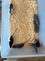 Dwergrittens, Dieren en Toebehoren, Knaagdieren, Februari, Meerdere dieren, Rat