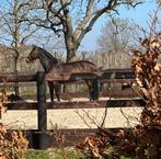 Opfok veulen of jaarling aangeboden, Dieren en Toebehoren, Stalling en Weidegang, Opfok