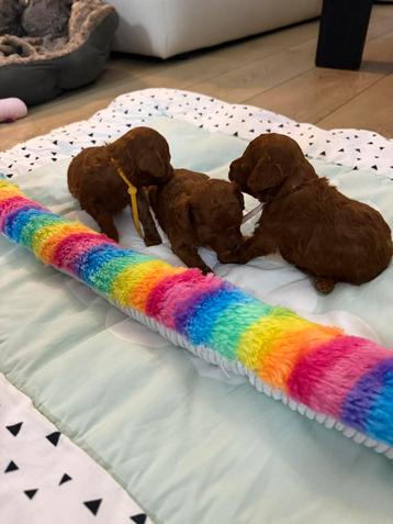 Toy poedel puppy  Red Braun 🐩🐩🐩 beschikbaar voor biedingen
