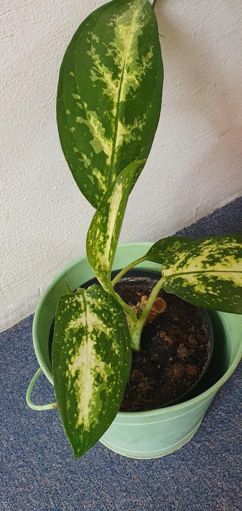 Plantjes voor in het midden van een kamer, Aglaonema, Huis en Inrichting, Kamerplanten, Overige soorten, Minder dan 100 cm, Ophalen