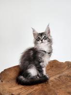 Prachtige maine coon kittens te koop, Dieren en Toebehoren, Katten en Kittens | Raskatten | Langhaar, Ontwormd