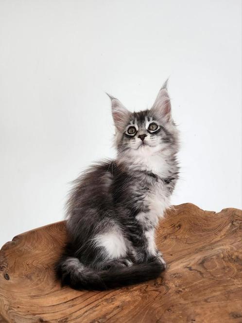 Prachtige maine coon kittens te koop, Dieren en Toebehoren, Katten en Kittens | Raskatten | Langhaar, Met stamboom, Ontwormd