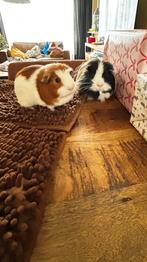 2 lieve cavia beren Sven & Sem, Cavia, April, Mannelijk, Tam