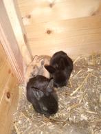 4 jonge Leeuwenkopje konijnen te koop, Dieren en Toebehoren, Konijnen, Geslacht onbekend, Dwerg, 0 tot 2 jaar