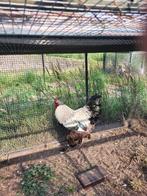 Brahma zilver patrijs haan, Dieren en Toebehoren, Pluimvee, Mannelijk, Kip