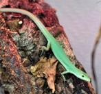 Takydromus smaragdinus, groene langstaarthagedissen, Hagedis, 0 tot 2 jaar