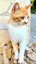 Liefste kater met naar verleden, Dieren en Toebehoren, Katten en Kittens | Overige Katten, Kater, Kortharig