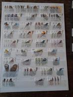 Collectie Belgische Vogelpostzegels, Ophalen of Verzenden, Gebruikt, Album of Boek, Overige merken