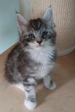 Maincoon kitten 1 katertje nog., Meerdere dieren