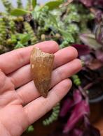 Carcharodontosaurus kem kem Marokko fossiel dinosaurus dino, Verzamelen, Mineralen en Fossielen, Ophalen of Verzenden, Fossiel