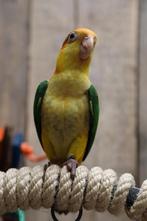 Jonge Baby Roestkop Caique´s | getest | Speels | Handtam, Dieren en Toebehoren, Vogels | Parkieten en Papegaaien, Meerdere dieren