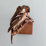 Taxidermie vogel op tak., Ophalen of Verzenden, Gebruikt, Vogel, Opgezet dier