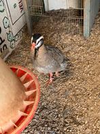 Arabische zwartkop patrtijzen  / steen patrijs  / patrijzen, Dieren en Toebehoren, Pluimvee, Mannelijk, Kip