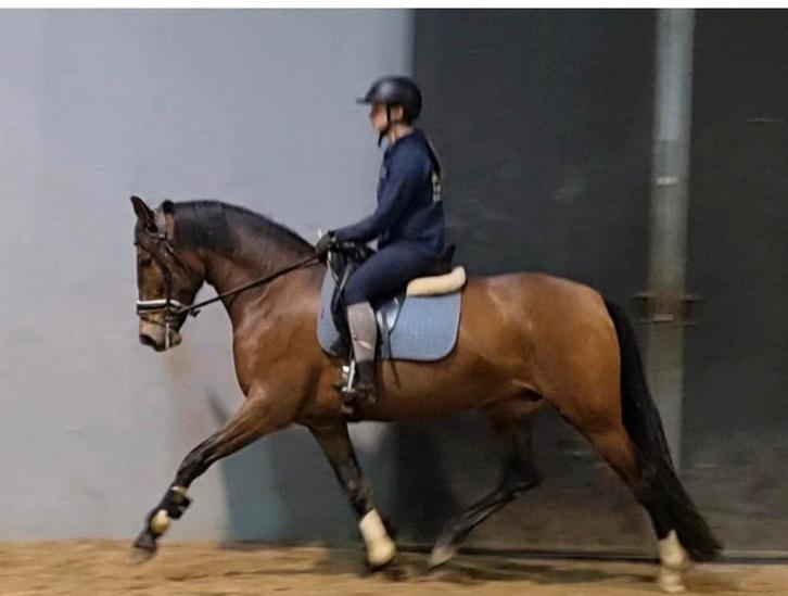 2 PRE merries (1 drachtig), Dieren en Toebehoren, Paarden, Merrie, Zadelmak, 3 tot 6 jaar, Dressuurpaard, Met stamboom, Gechipt