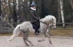 Met video!! Leuke IJslander kruising merrie (11 jaar), Dieren en Toebehoren, Pony's, L, 11 jaar of ouder, Recreatiepony, Merrie