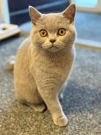 Lief Brits Korthaar poesje (6 maanden) zoekt nieuw thuis, Dieren en Toebehoren, Poes, Ontwormd