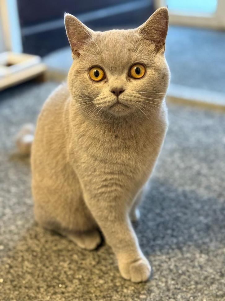 Lief Brits Korthaar poesje (6 maanden) zoekt nieuw thuis, Dieren en Toebehoren, Katten en Kittens | Raskatten | Korthaar, Poes