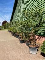 Palmen, Volle zon, Vaste plant, Zomer, Ophalen