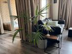 Kentia Palm Kamerplant - Inclusief pot!, Ophalen, Overige soorten, In pot, 100 tot 150 cm