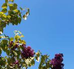 Sering, Tuin en Terras, Volle zon, Lente, Minder dan 100 cm, Overige soorten