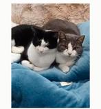 Zwaart weet simpa een griz nalla, Dieren en Toebehoren, Katten en Kittens | Overige Katten, Meerdere dieren, 6 jaar of ouder