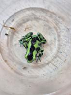 4x dendrobates auratus costa rica, Dieren en Toebehoren, Reptielen en Amfibieën