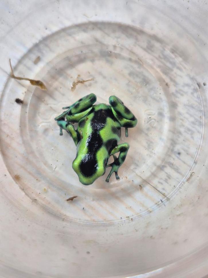 4x dendrobates auratus costa rica