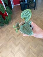 Anthurium Luxurians - Ophalen Arnhem, Vaste plant, Bloeit niet, Halfschaduw, Ophalen