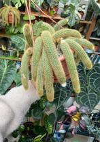 1 golden rattail cactus in hangpot, Ophalen of Verzenden, Cactus, Volle zon, Minder dan 100 cm