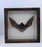 opgezette kikker  / vleermuis, Ophalen, Nieuw, Overige soorten, Opgezet dier