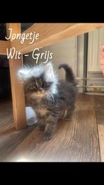 Ragdoll x Noorse boskat, Dieren en Toebehoren, Katten en Kittens | Raskatten | Langhaar
