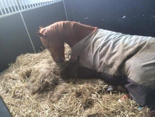 Gezocht !!! Stalmedewerker voor op de dinsdag- en woensdagoc, Dieren en Toebehoren, Paarden en Pony's | Overige Paardenspullen