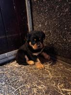 Te koop Rottweiler pups, Dieren en Toebehoren, 8 tot 15 weken, Parvo, Meerdere, Meerdere dieren