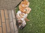 Nog twee mooie europese korthaar kittens. (Mannetjes), Dieren en Toebehoren, Katten en Kittens | Overige Katten, Meerdere dieren