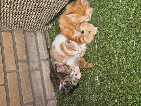 Nog twee mooie europese korthaar kittens. (Mannetjes), Dieren en Toebehoren, Katten en Kittens | Overige Katten, Meerdere dieren