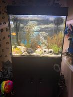Juwel lido 120, Dieren en Toebehoren, Ophalen of Verzenden, Gebruikt, Gevuld zoetwateraquarium