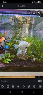 Grote Witte Maanvis circa 15 a 20cm, Dieren en Toebehoren, Vissen | Aquariumvissen, Vis