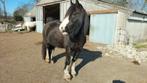 Lieve Tinker merries zoekt liefdevol nieuw huis, Dieren en Toebehoren, Paarden, Merrie, Recreatiepaard