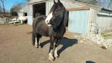 Lieve Tinker merries zoekt liefdevol nieuw huis beschikbaar voor biedingen