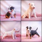Miniature Bull Terrier FCI - Female  & Boy, Bull Terriër, België, 8 tot 15 weken, Teef