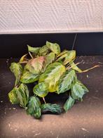Maranta silver band, Ophalen of Verzenden, Overige soorten, Minder dan 100 cm