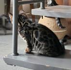 Bengaalse kitten, 11 weken. Nog 1 bruin poesje., Poes, Gechipt, 0 tot 2 jaar