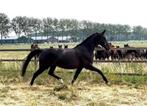 Onze fantastische zwarte Elite merrie Danciano x Florestan 1, Dieren en Toebehoren, Paarden, Merrie, Gechipt, M, Dressuurpaard