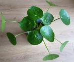 Pilea Sugar Pannenkoekenplant Jonge Plant., Ophalen of Verzenden, Minder dan 100 cm